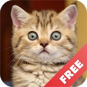 Скачать бесплатно Звуки котов - поиграй с котами [Полная] 1.19 - RUS apk на Андроид