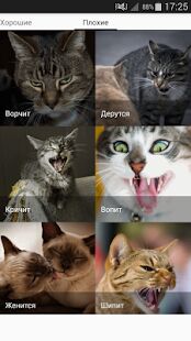 Скачать бесплатно Звуки котов - поиграй с котами [Полная] 1.19 - RUS apk на Андроид